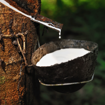 What Raw Materials Are Used to Make Rubber 1 How is Rubber Made